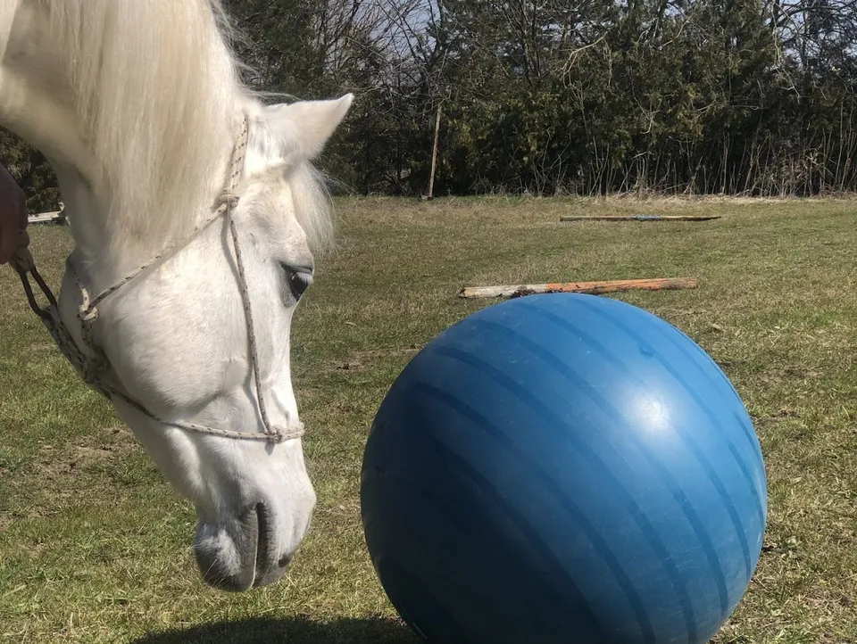 Un cal curios lângă o minge de activități